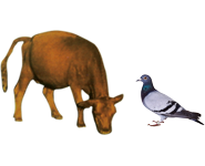 適合鳥類、幼崽