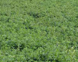 牧草、苜蓿草
